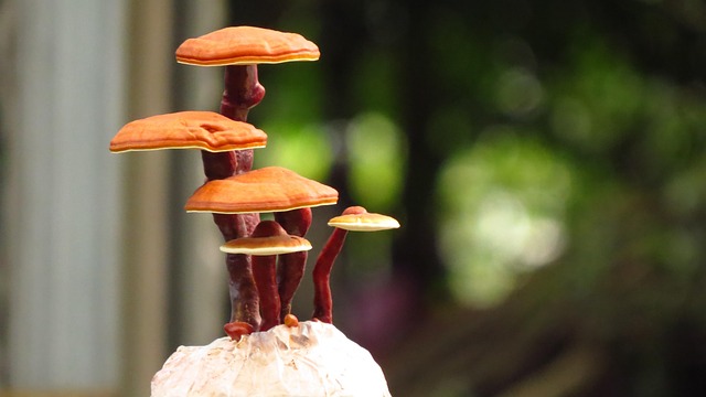 **5 sposobów na włączenie Reishi i Ashwagandhy do pielęgnacji skóry: Od suplementów po kosmetyki DIY.**